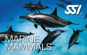 Dolphin-Marine-Mammals-Ecology