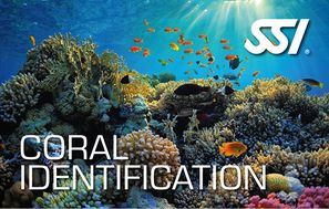 Spezialkurs-Korallen-Identifikation
