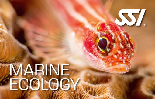 Spezialkurs-Marine-Ecology